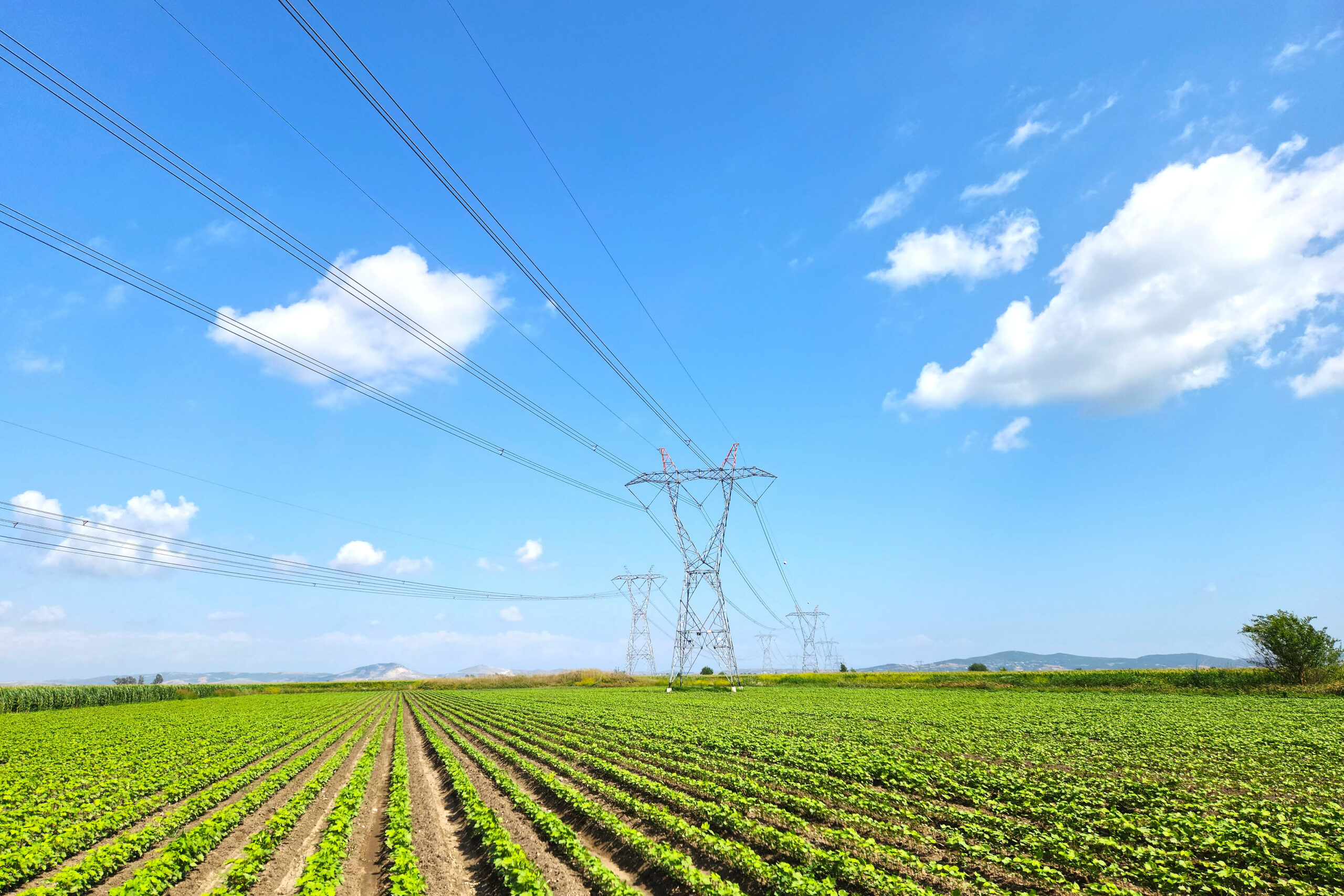 Green produce field with a line of transmission structures running through it.